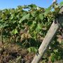 Photo of Quincy Cellars