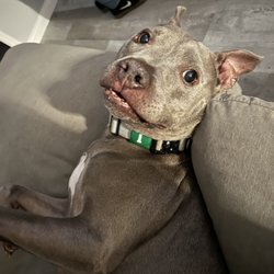 TS Pet Waste Removal