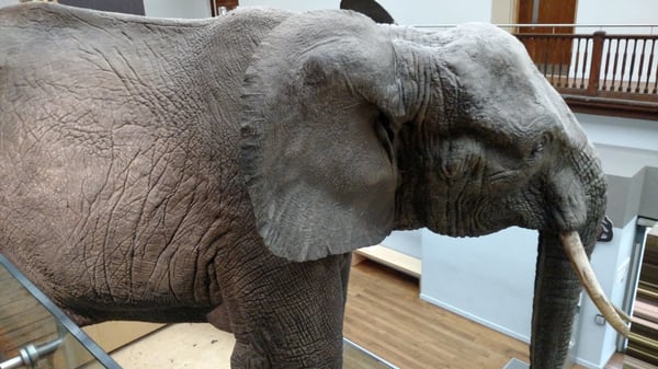 Great North Museum: Hancock by null