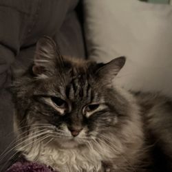 Winchester Area SPCA - This is London we got her 3 years ago.