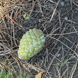 Pine cone