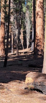 Tharp's Log by null
