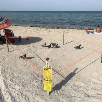 North Beach - Sea turtle nests - Beaches Near Me - Miami Beach, Florida North Beach - Sea turtle nests - Beaches Near Me - Miami Beach, Florida
