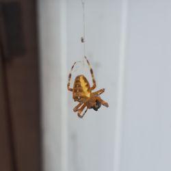 Nuisance No More - Call for exterminators in Buffalo, NY to kill spiders from your home!