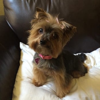 Dee's All Breed Grooming - Pet Stores Near Me - Modesto, California