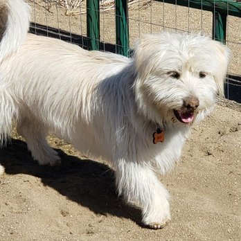 Dog Behavior Solutions - Ben - Pet Training Near Me Dog Behavior Solutions - Ben - Pet Training Near Me
