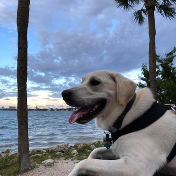 Margaret Pace Dog Park - Dogs enjoy looking at the water too - Dog Parks Near Me - Miami, Florida