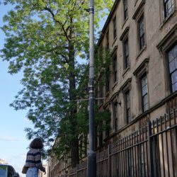 The Oldest Tree On Argyle St - it's a tree, alright! A mighty fine tree!