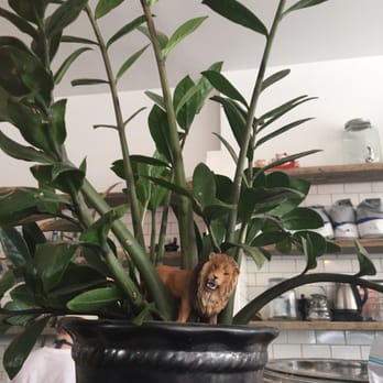 Stonefruit Espresso + Kitchen - Cafes Near Me - Brooklyn, New York