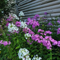Tall summer phlox, a staple of my gardens providing late summer color  Blooming in August and September