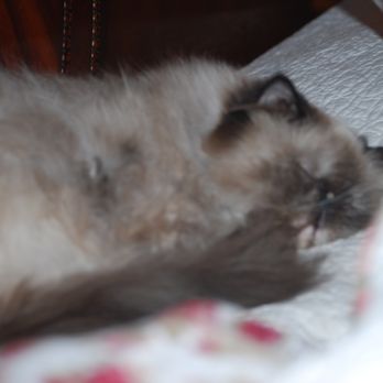 Happy Tails Veterinary Hospital - Our Sweet stinky . - Veterinarians Near Me - Pasadena, Maryland Happy Tails Veterinary Hospital - Our Sweet stinky . - Veterinarians Near Me - Pasadena, Maryland