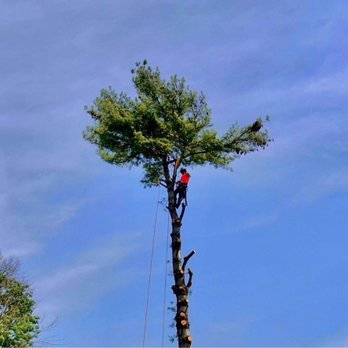 NEK Tree Workz - Tree Services Near Me NEK Tree Workz - Tree Services Near Me