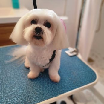 Imprinted Impressions - Holly - Pet Groomers Near Me Imprinted Impressions - Holly - Pet Groomers Near Me