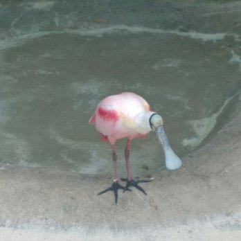 Cameron Park Zoo - Zoos Near Me - Waco, Texas