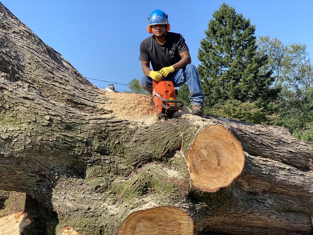 Precision Cutting Services - tree service in New Haven, CT