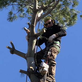 Al Kassar Tree Service - Tree Services Near Me - Wayne, New Jersey Al Kassar Tree Service - Tree Services Near Me - Wayne, New Jersey