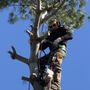 Al Kassar Tree Service
