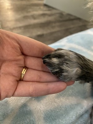 Coats & Tails Grooming Shop