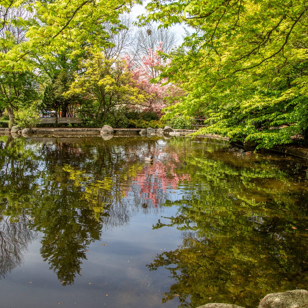 Lithia Park - Parks Near Me - Ashland, Oregon Lithia Park - Parks Near Me - Ashland, Oregon