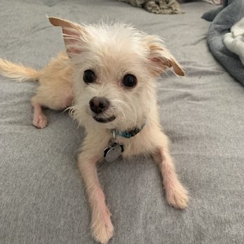 K9 Klipper - Pet Groomers Near Me - Huntington Beach, California