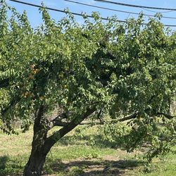 Davis Peach Farm