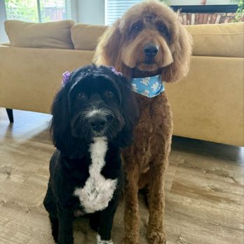 Fur Babes Spa - Pet Groomers Near Me - Riverside, California