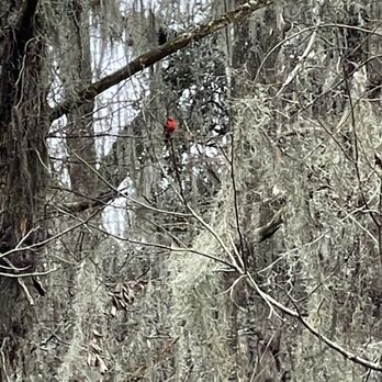Sweetwater Wetlands Park - Cardinal - Hiking Near Me - Gainesville, Florida Sweetwater Wetlands Park - Cardinal - Hiking Near Me - Gainesville, Florida