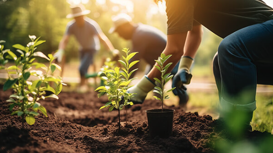 Majestic Frequencies