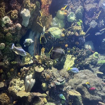 Shedd Aquarium - Aquariums Near Me - Chicago, Illinois Shedd Aquarium - Aquariums Near Me - Chicago, Illinois