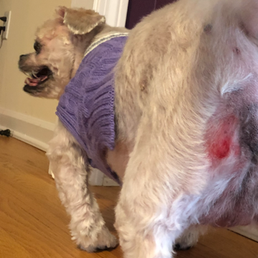 Petco Avon CT grooming