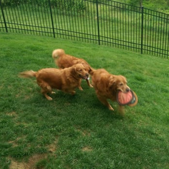 Pet Sitters, LLC - Pet Sitting Near Me Pet Sitters, LLC - Pet Sitting Near Me