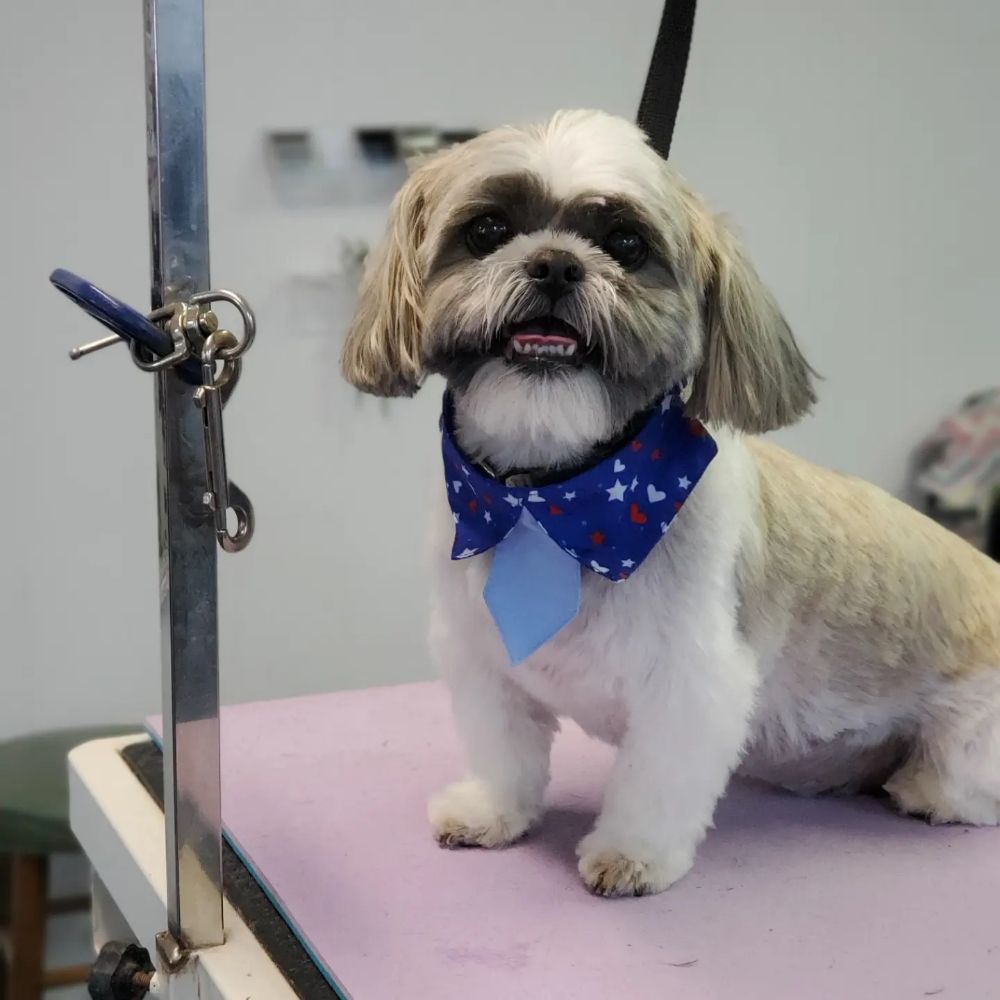 SHEAR BLISS PET GROOMING 20 Photos 220 Cline St, Lawndale, NC Yelp