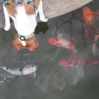 New Hanover County Arboretum - Boomer checking in on his friends. - Botanical Gardens Near Me - Wilmington, North Carolina