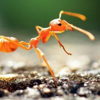 Maritime Pest Control - Photo - Pest Control Near Me - Edmonton, Alberta