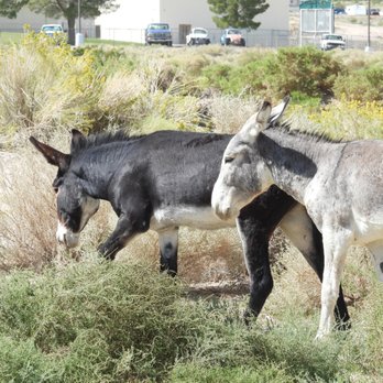 The Goldwell Open Air Museum - Walking Tours Near Me - Beatty, Nevada