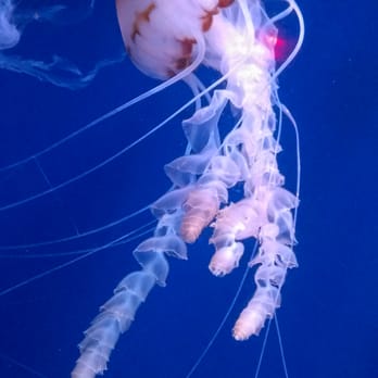 香港海洋公園 - Aquariums Near Me - Hong Kong, HK