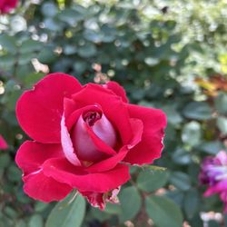 City of Moreno Valley - 4/13/25 Auntie's roses in MoVal