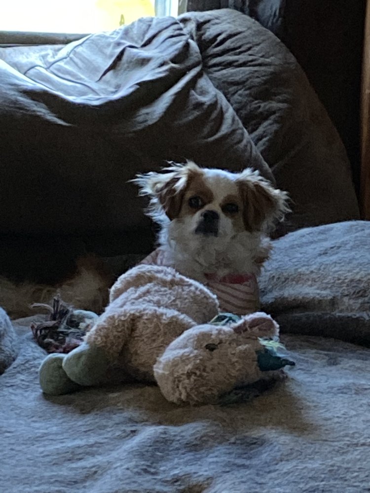 WALKER ANIMAL HOSPITAL Updated September 2024 11 Reviews 3810 N