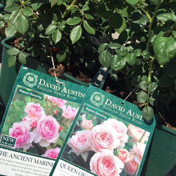 Mahoney's Garden Center - Nurseries & Gardening Near Me - Winchester, Massachusetts Mahoney's Garden Center - Nurseries & Gardening Near Me - Winchester, Massachusetts