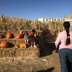 Three Nunns Farm - Corn maze