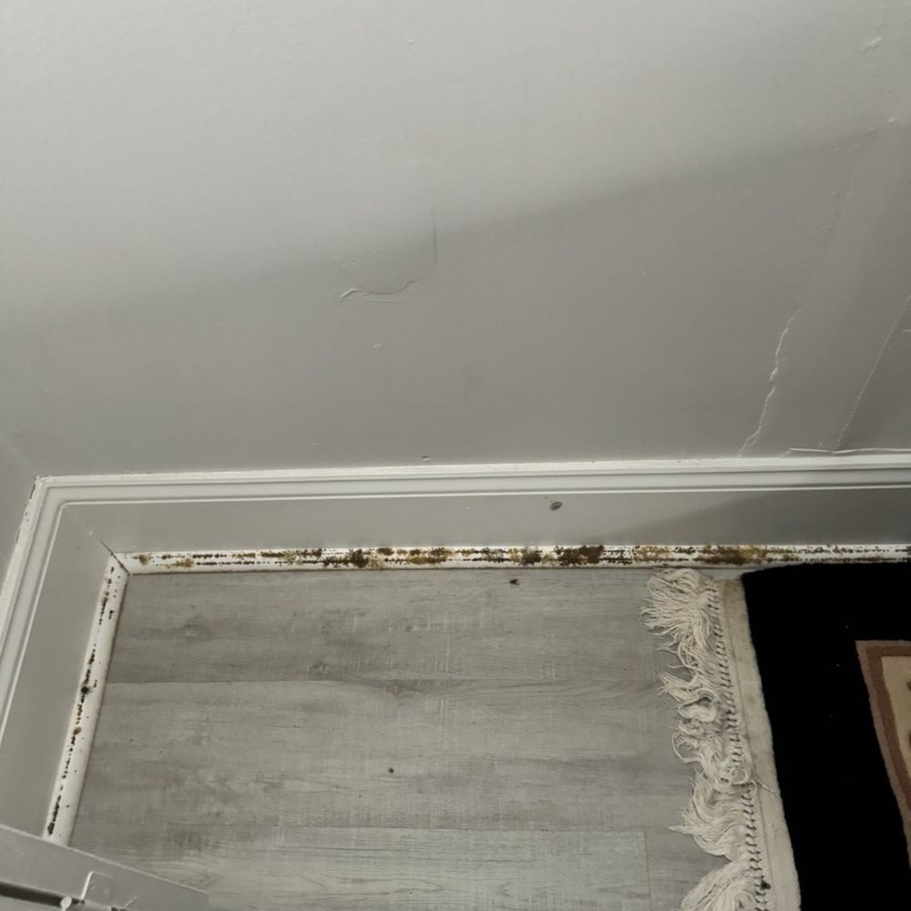 National Floors Direct - Moldy trim - Flooring Near Me - Braintree, Massachusetts