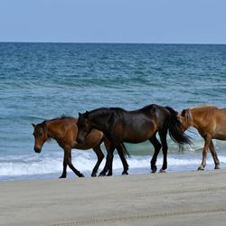 Bob's Wild Horse Tours