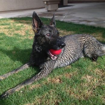 Pet Planet - Dogs and balls make the world go round. - Pet Stores Near Me - Mesa, Arizona
