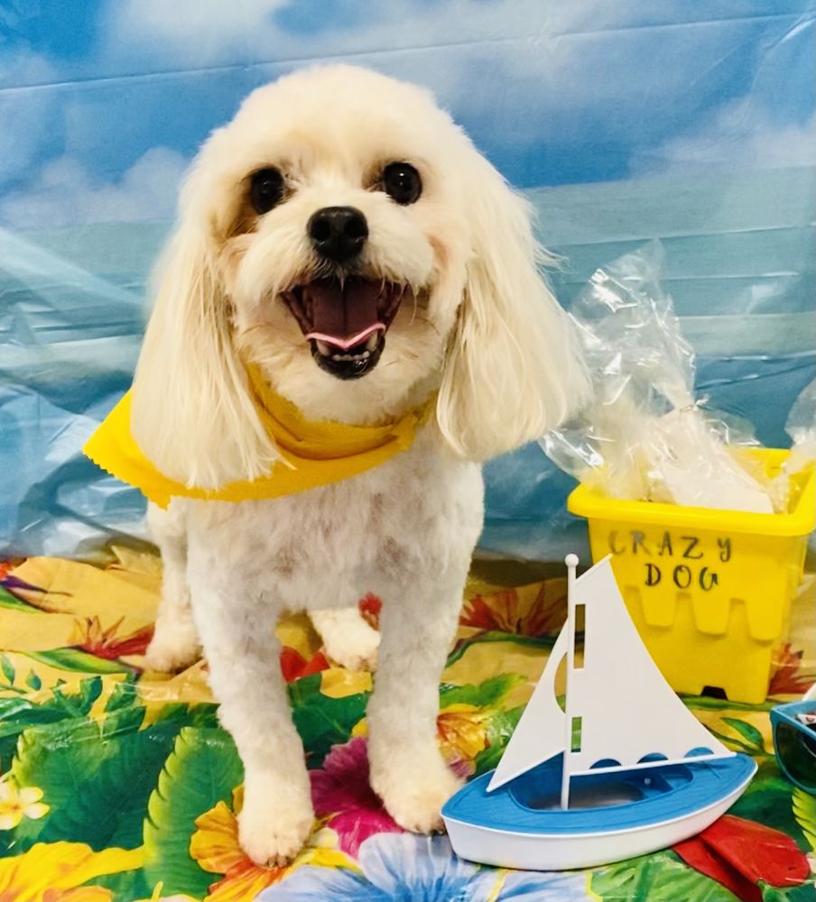 CRAZY DOG GROOMING Updated September 2024 11 Photos 1086 Darlene