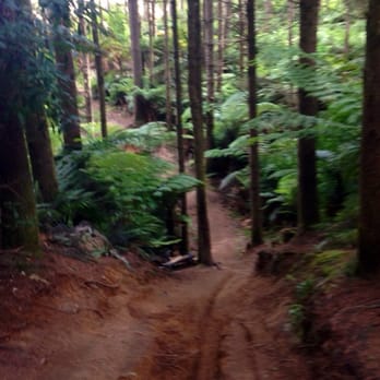 Mountain Bike Rotorua - The "gully" at Whakrewarera - Bike Repair/Maintenance Near Me - Rotorua, BOP