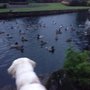 Photo of Belper River Gardens