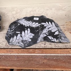 Al & Merles Rock & Gem Shop - Amazing fossils