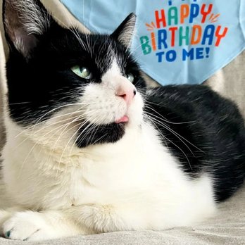 Nomy Nomy Pet Bakery - A happy Birthday Boy!!! Thank you Nomy Nomy! - Pet Stores Near Me Nomy Nomy Pet Bakery - A happy Birthday Boy!!! Thank you Nomy Nomy! - Pet Stores Near Me