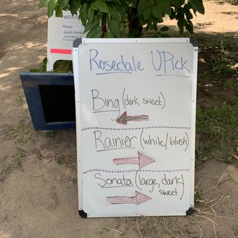 Rosedale Fruit Farm U Pick - Where to u-pick first? Spoiler alert: if there are Rainier cherries, everyone will rush to pick those first. - Pick Your Own Farms Near Me - Mosier, Oregon