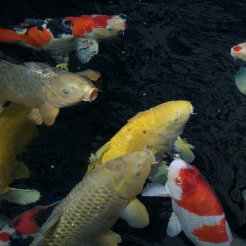 Champion Nishikigoi - Beautiful Japanese koi fish swimming gracefully in Champion Nishikigoi's main koi pond. - Local Fish Stores Near Me - San Jose, California Champion Nishikigoi - Beautiful Japanese koi fish swimming gracefully in Champion Nishikigoi's main koi pond. - Local Fish Stores Near Me - San Jose, California